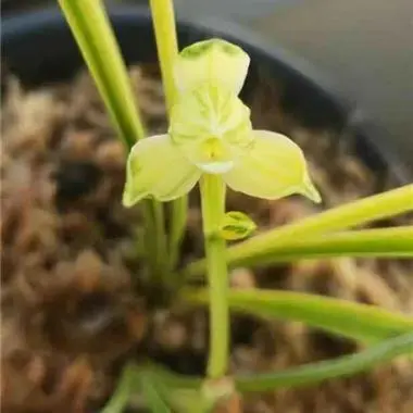 谈球吧特色云南八宝茶